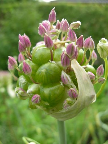 Billede af blomst
